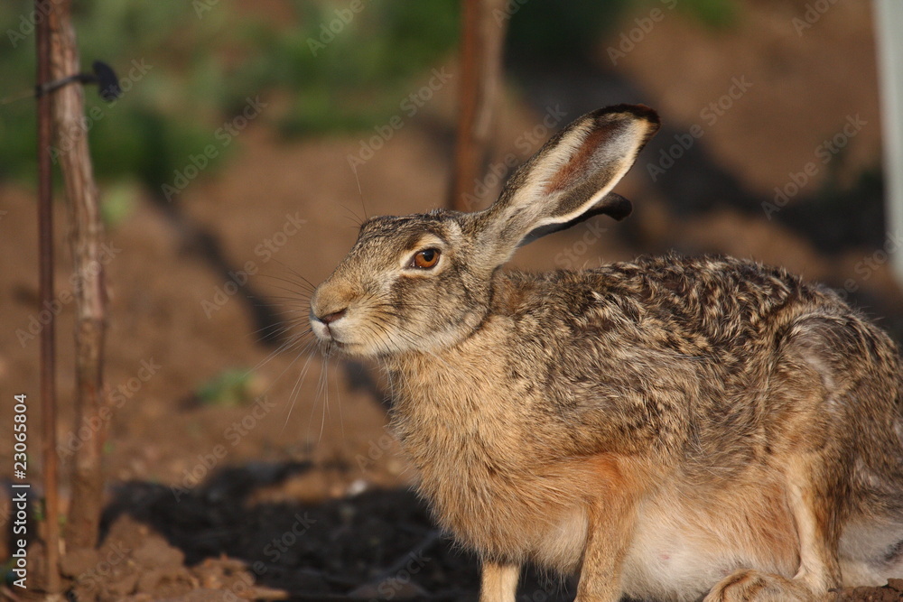 Naklejka premium Feldhase im Weinstock