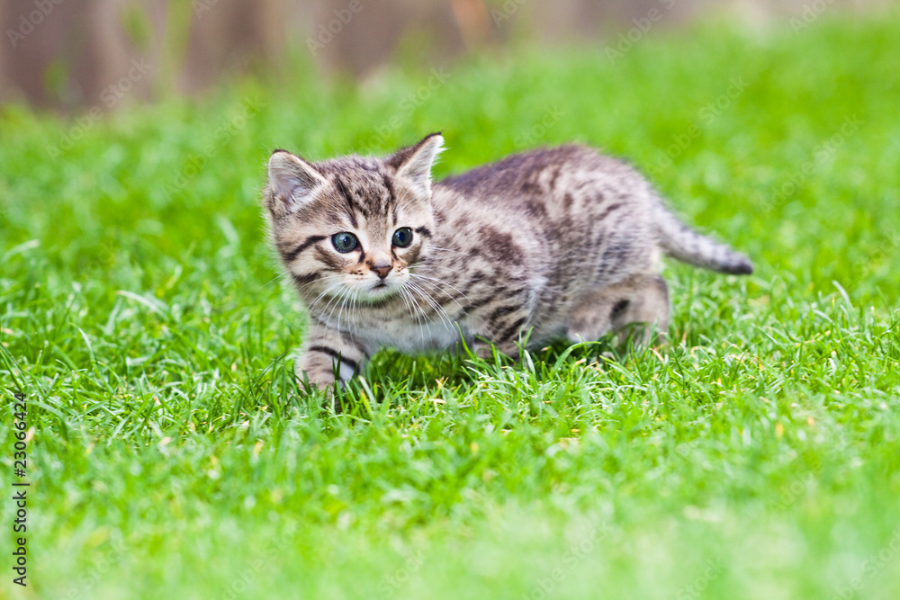 little kitten playing on the grass