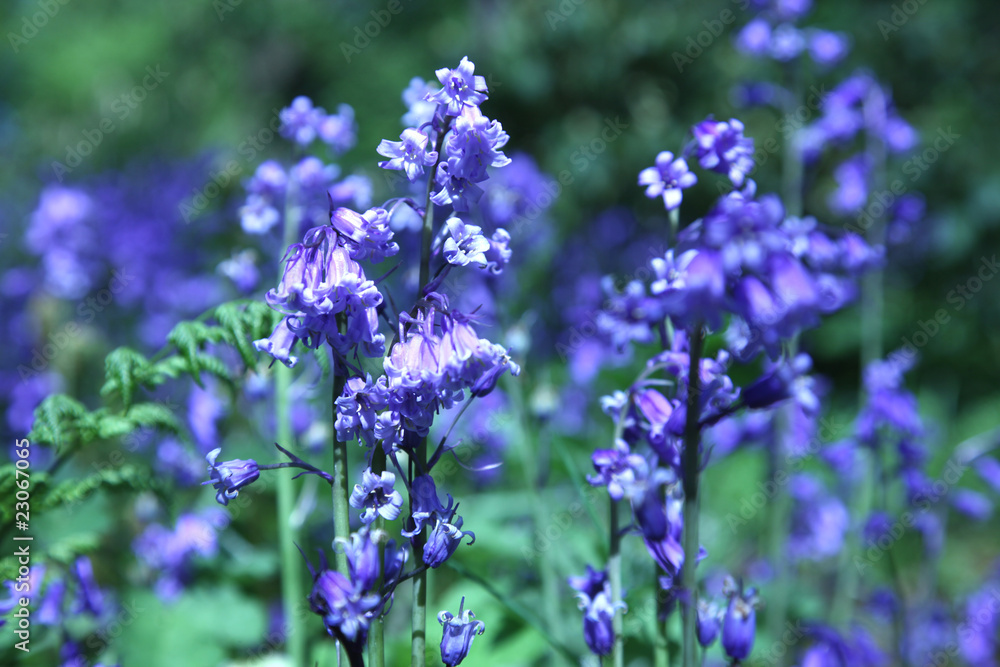 Bluebells Bluebells