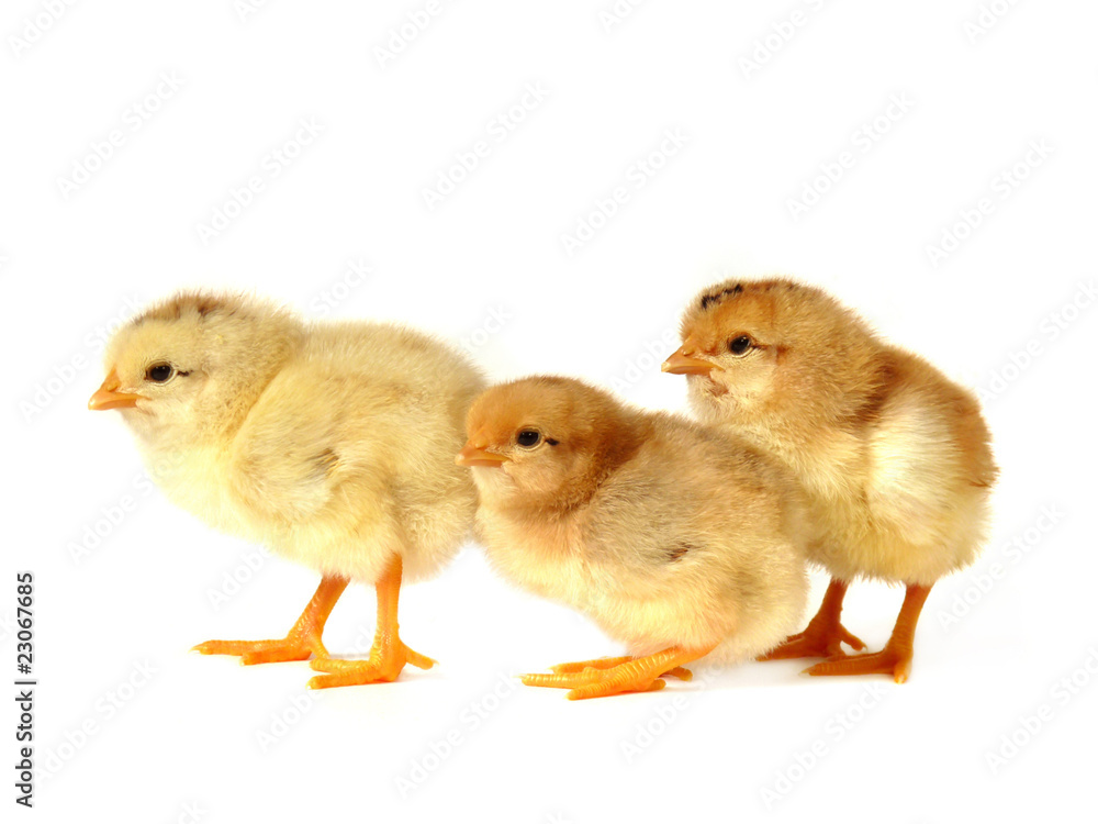 Three chicken on white Three chicken on white
