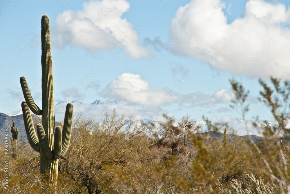 Cactus