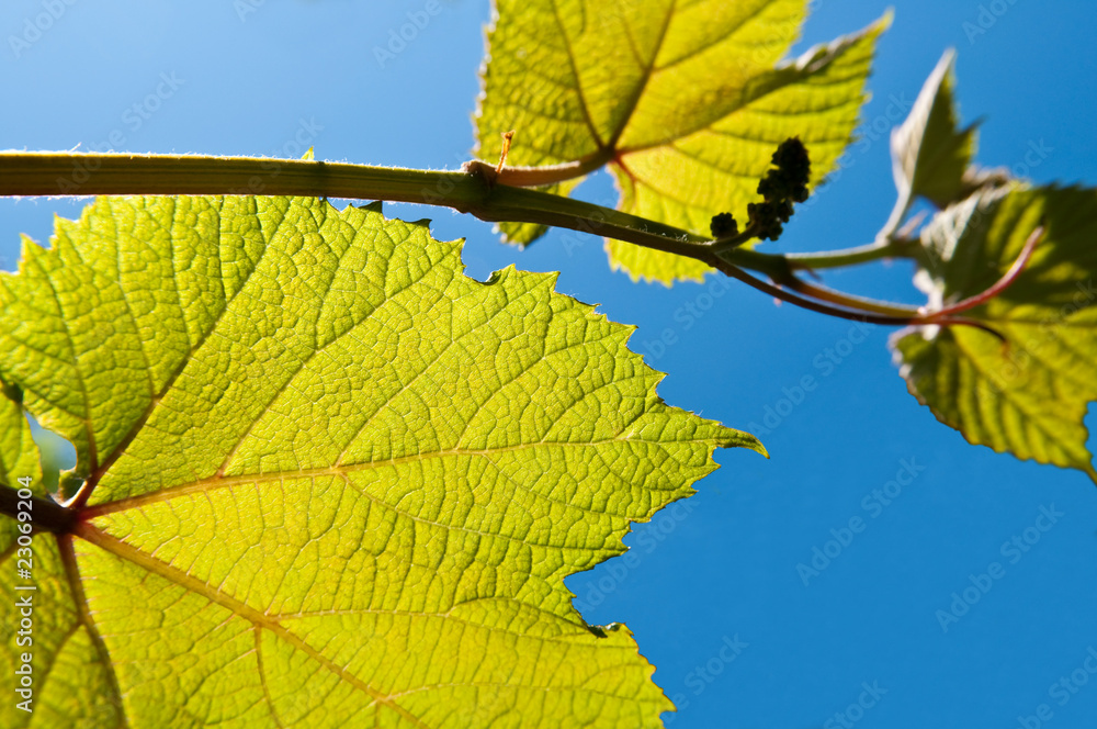 Obraz premium Kiwi fruit vine.