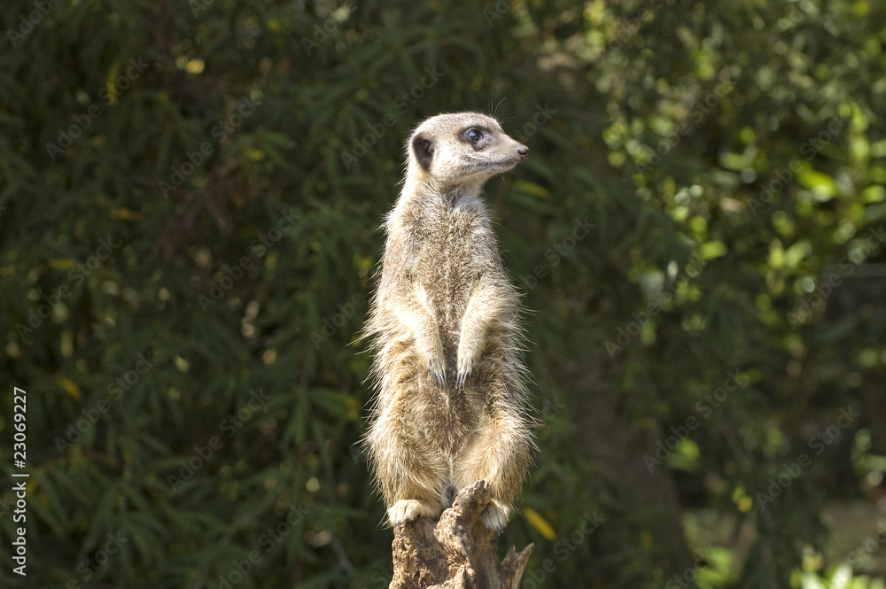 Fototapeta premium Meerkat on watch