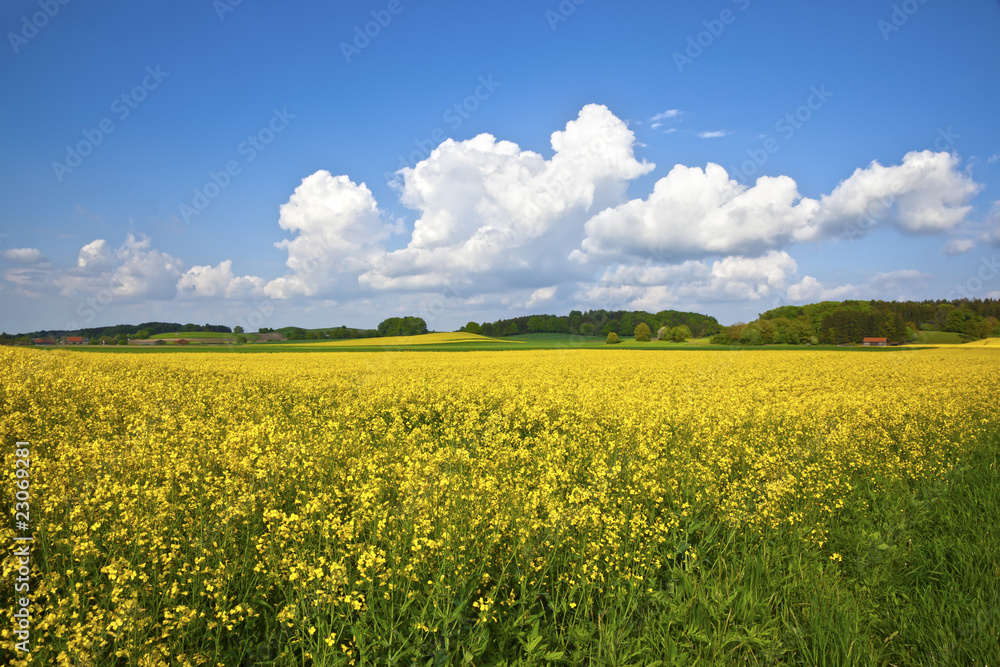 raps field raps field
