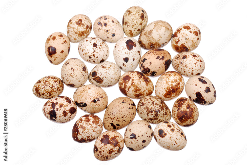 Photo of the quail egg Photo of the quail egg
