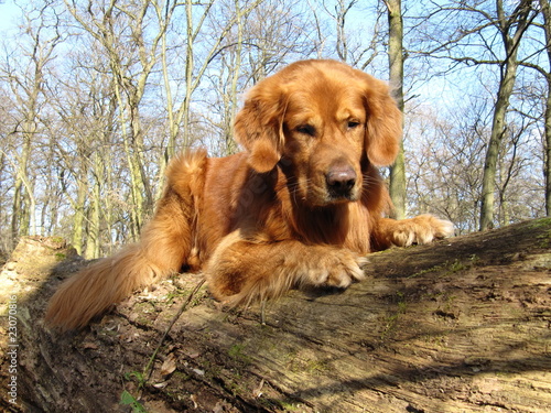 Golden Retriever