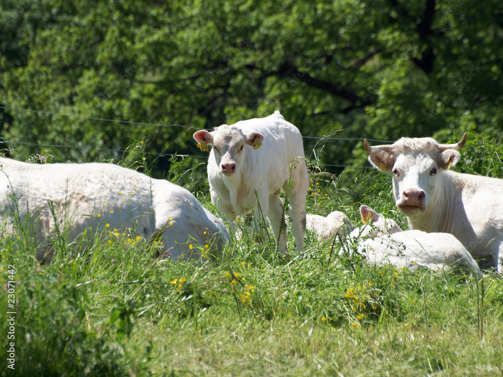 Fototapeta premium Kühe auf der Weide