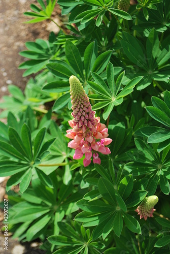 fleur de lupin