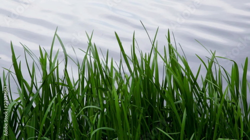 Schilf am See