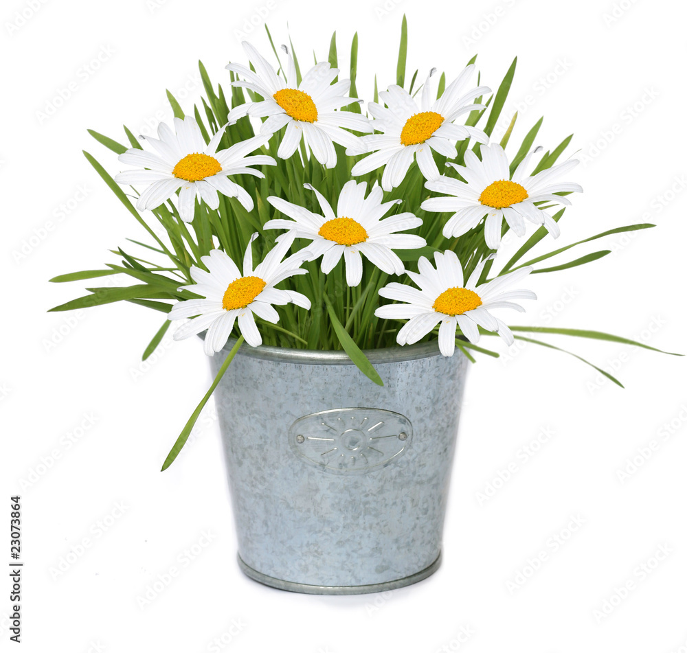 camomile in flowerpot