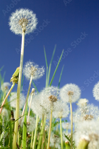 Pusteblumen