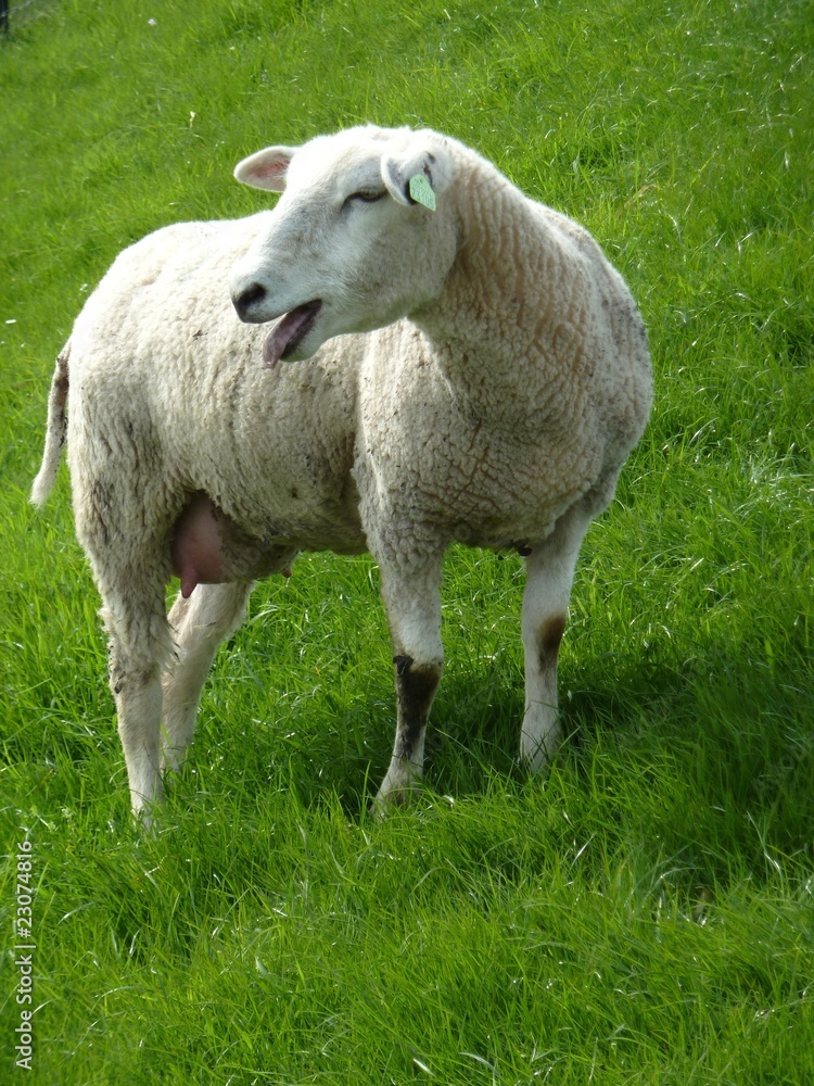 Obraz premium mouton