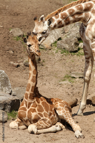 Canvas Print Two young giraffes