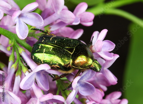 Cetonia aurata or the Rose Chafer Beetle on lilac photo