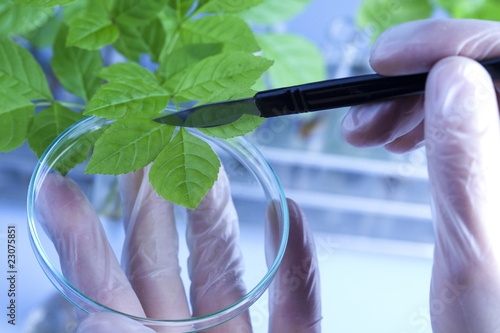 Scientist examine plants photo