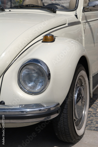 White beetle
