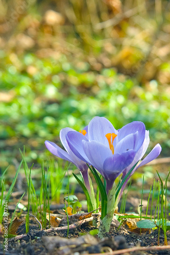 Blaue Krokusse blühen auf einer grünen Wiese