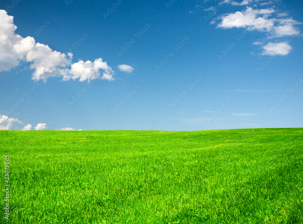 Field on a background of the blue sky