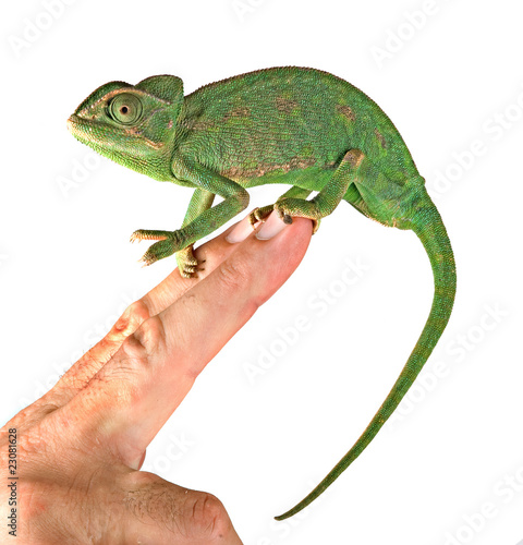Close up of chameleon sitting on  fingers