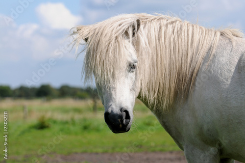 Weisses Pony