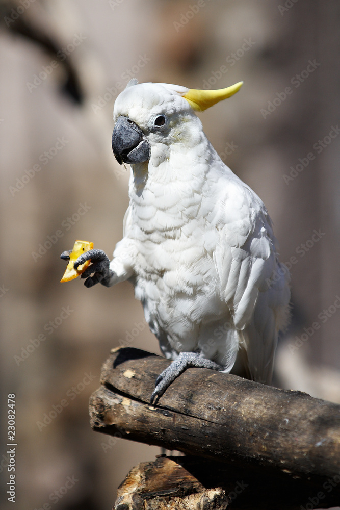 Parrot Cockatoo eats orange