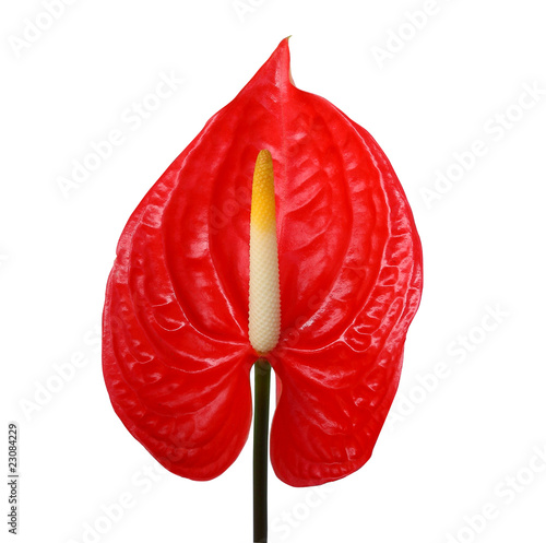 Bilde på lerret Red anthurium isolated on white