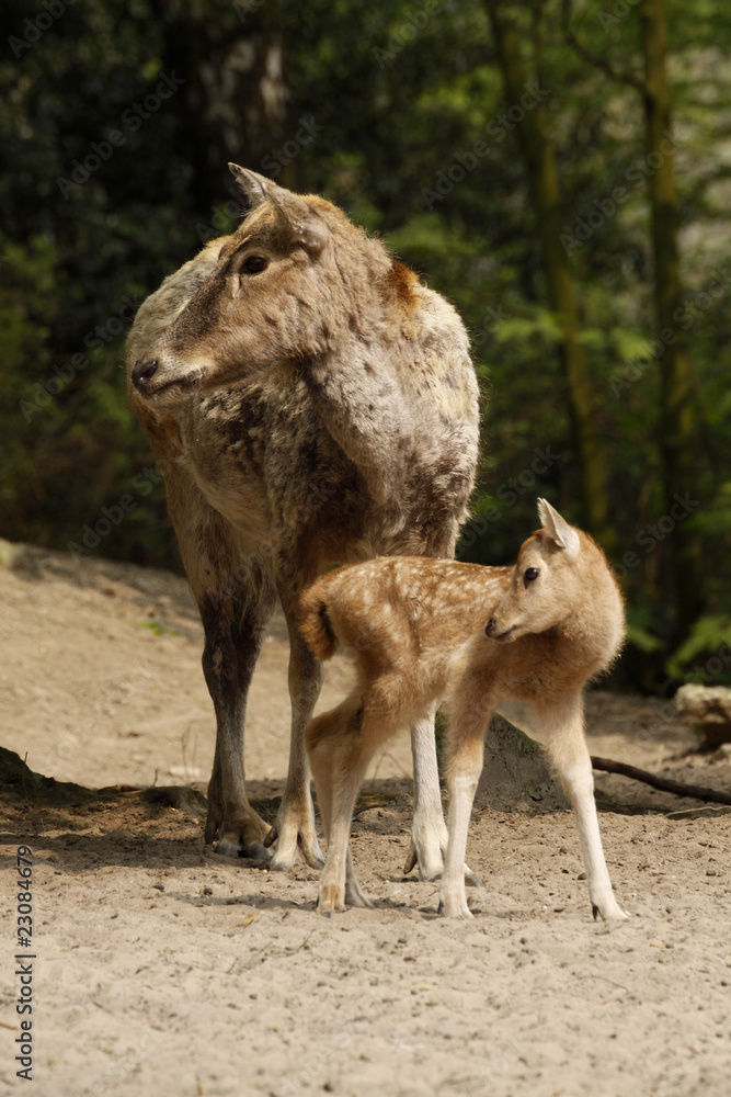 Fototapeta premium Davidshirsche (Kuh mit Kalb)