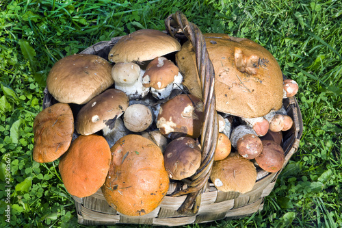 Basket, full mushrooms