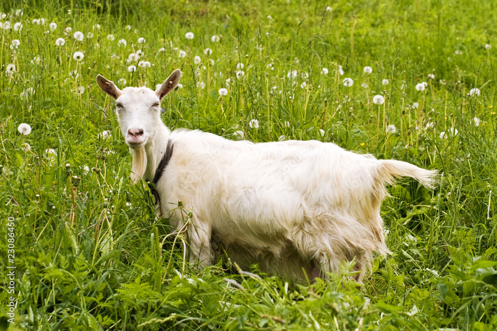 Obraz premium White goat standing in a green field