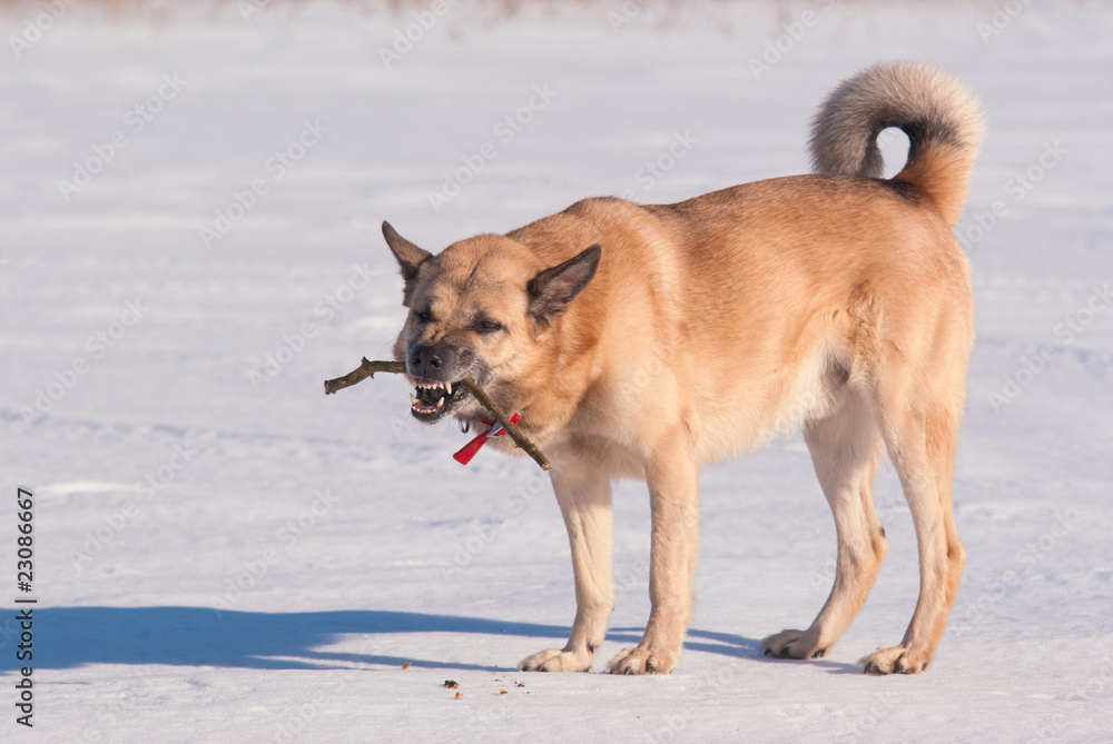 West Siberian Laika (Husky) playing with a stick
