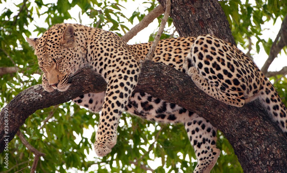 Fototapeta premium Leopard sleeping on the tree