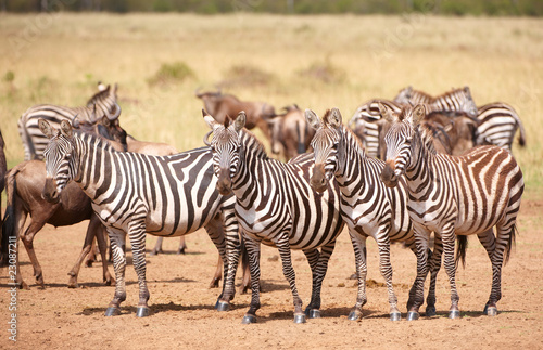 Herd of zebras  African Equids  and Blue Wildebeest  Connochaete