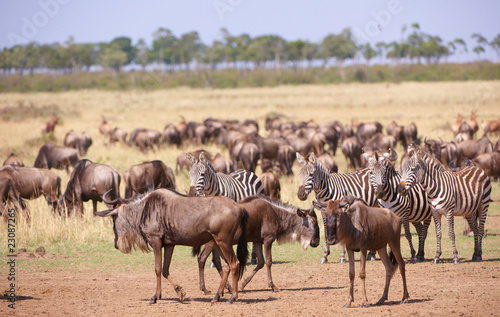 Herd of zebras  African Equids  and Blue Wildebeest  Connochaete