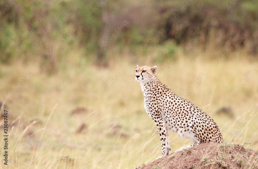 Cheetah (Acinonyx jubatus) sitting in savannah Cheetah (Acinonyx jubatus) sitting in savannah
