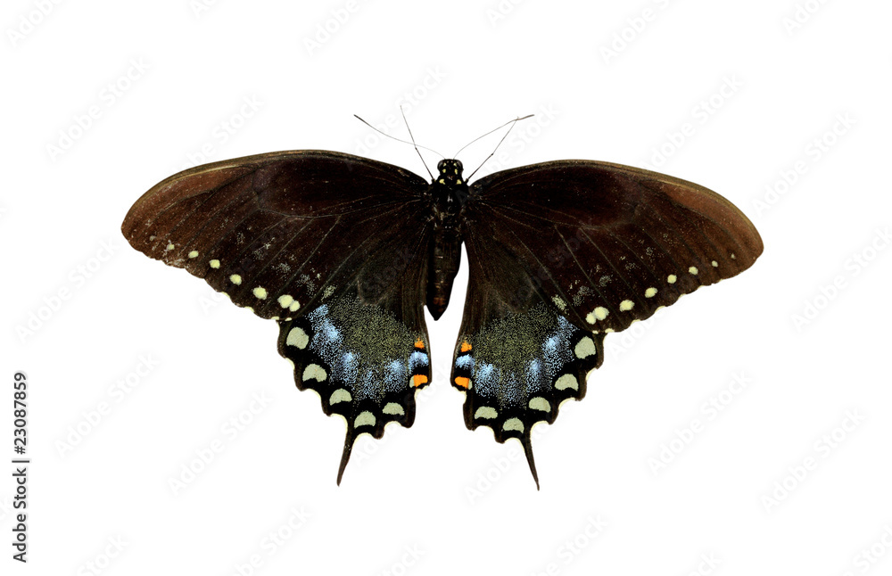 Fototapeta premium Spicebush Swallowtail