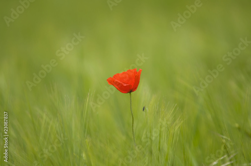 Mohnblume im Gedreidefeld