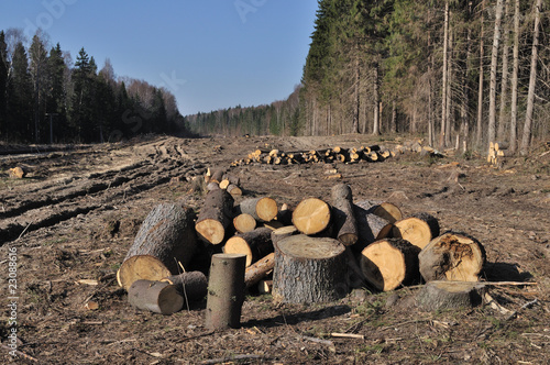 Deforested area with log's piles photo