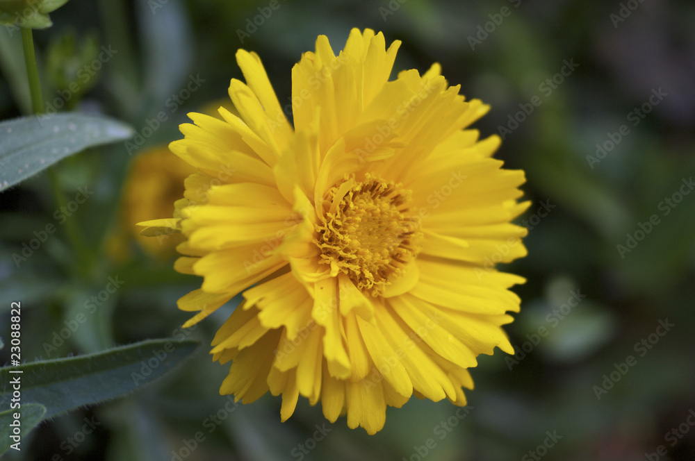 オオキンケイギクの花 オオキンケイギクの花