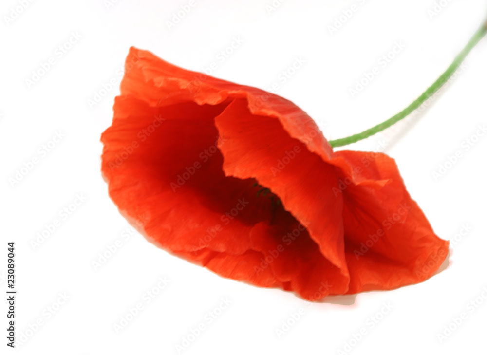 coquelicot coquelicot