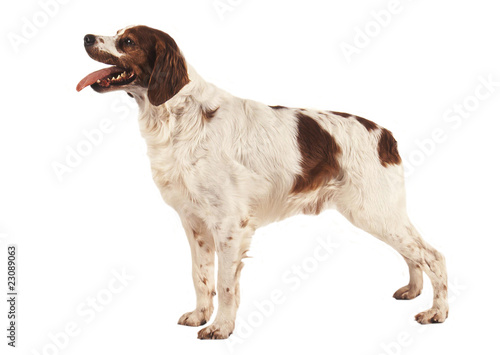Canvastavla Epagneul Breton de profil sur fond blanc