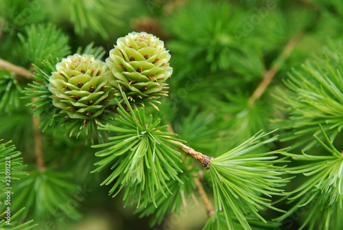 Fototapet young larch cones, larch tree