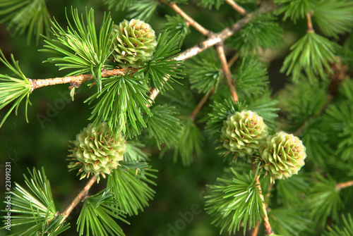 young larch cones, larch tree photo