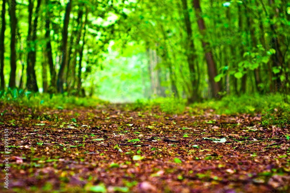 trees trees
