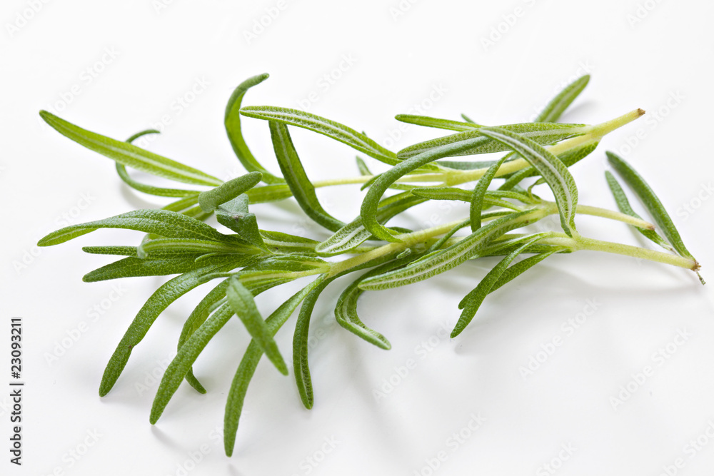 Fototapeta premium Beautiful green Rosemary herb ready for use in cooking