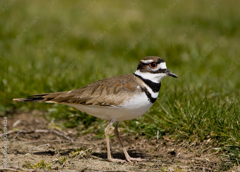 Killdeer Killdeer