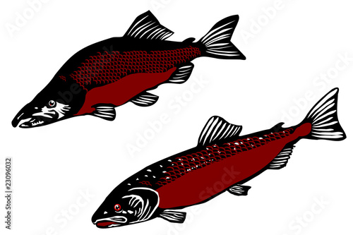 salmon collection