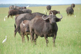 Buffali nel parco Masai Mara