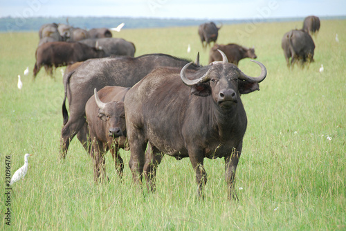 Buffali nel parco Masai Mara © lino beltrame