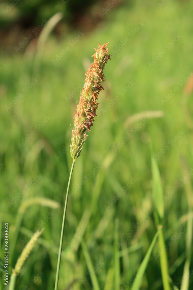 Meadow Foxtail - allergen