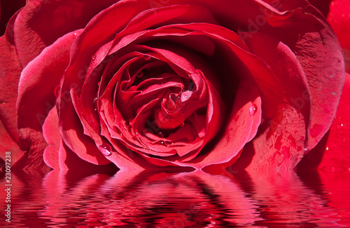 Rose rouge avec reflets